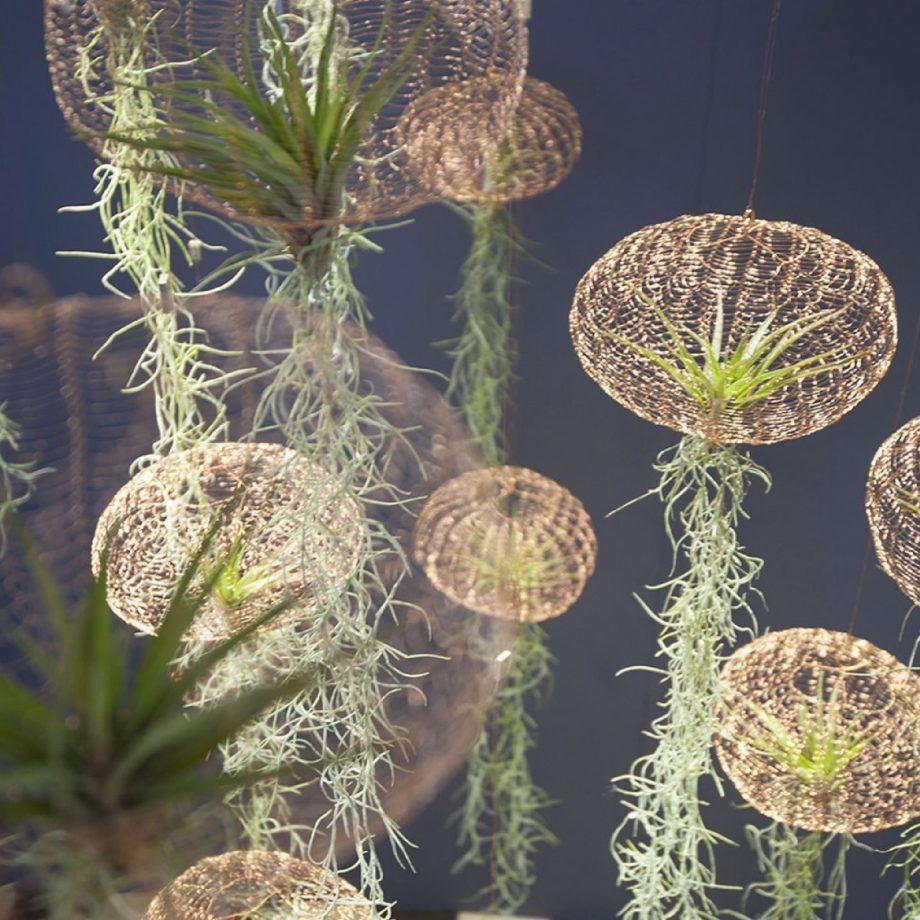 Airplanting Brass medium | Carolijn Slottje