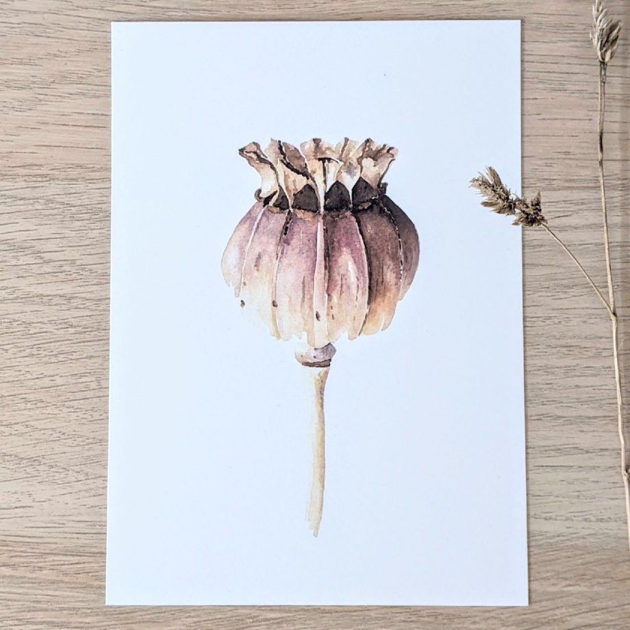 Papaver | Artwork By Madelon