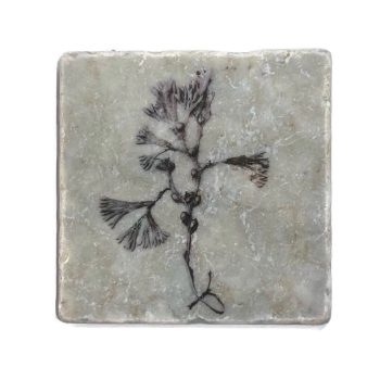 Nature Art Tiles Seaweed 1 | Karen Winnubst