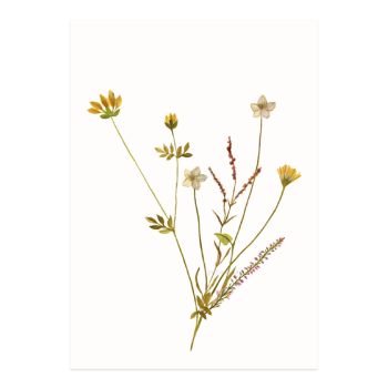 Eilandbloemen 2 | Stokwolf