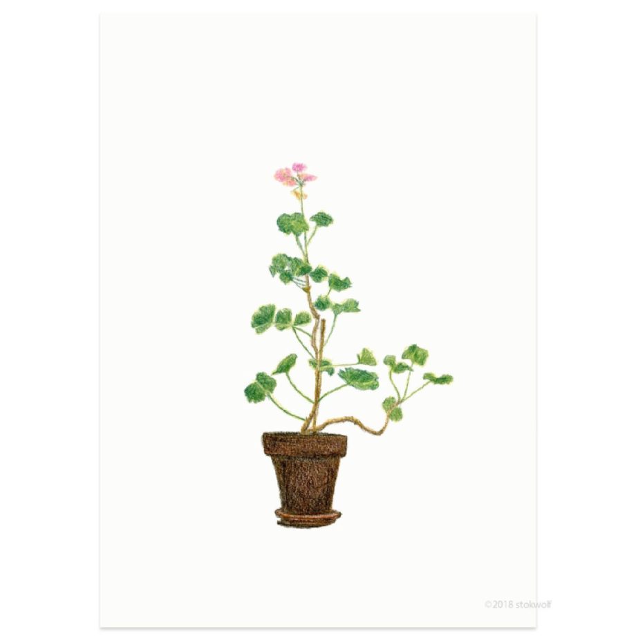 Huisgeranium | Stokwolf