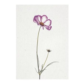 Cosmea | Liekiwi