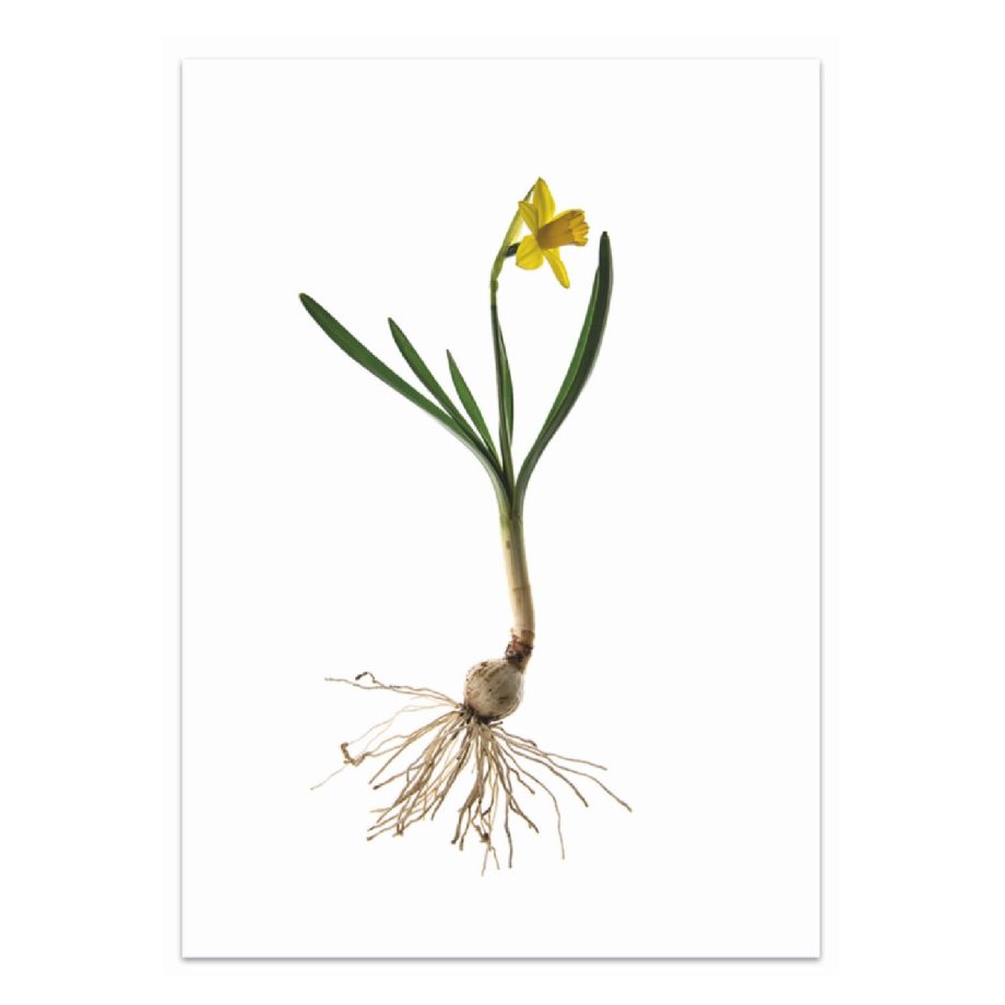 Narcis | Liekiwi