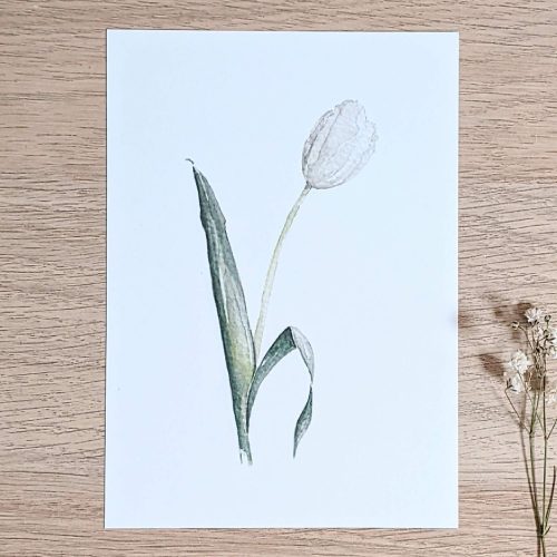 Witte tulp | Artwork By Madelon