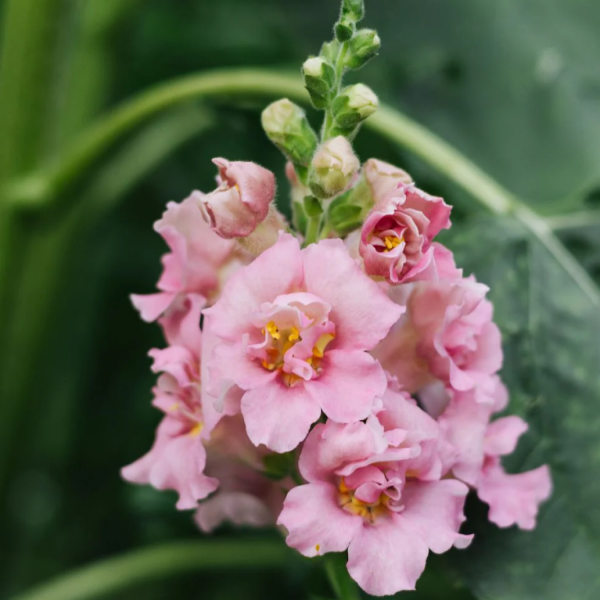 Antirrhinum majus 'Madame Butterfly Pink' | May & June