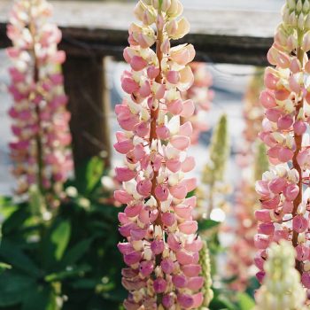 Lupinus 'Gallery pink' | May & June