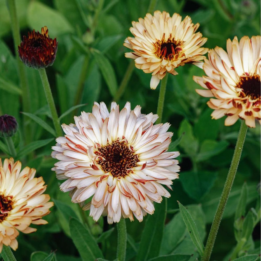 Calendula officinalis 'Touch of Red Buff' | May & June
