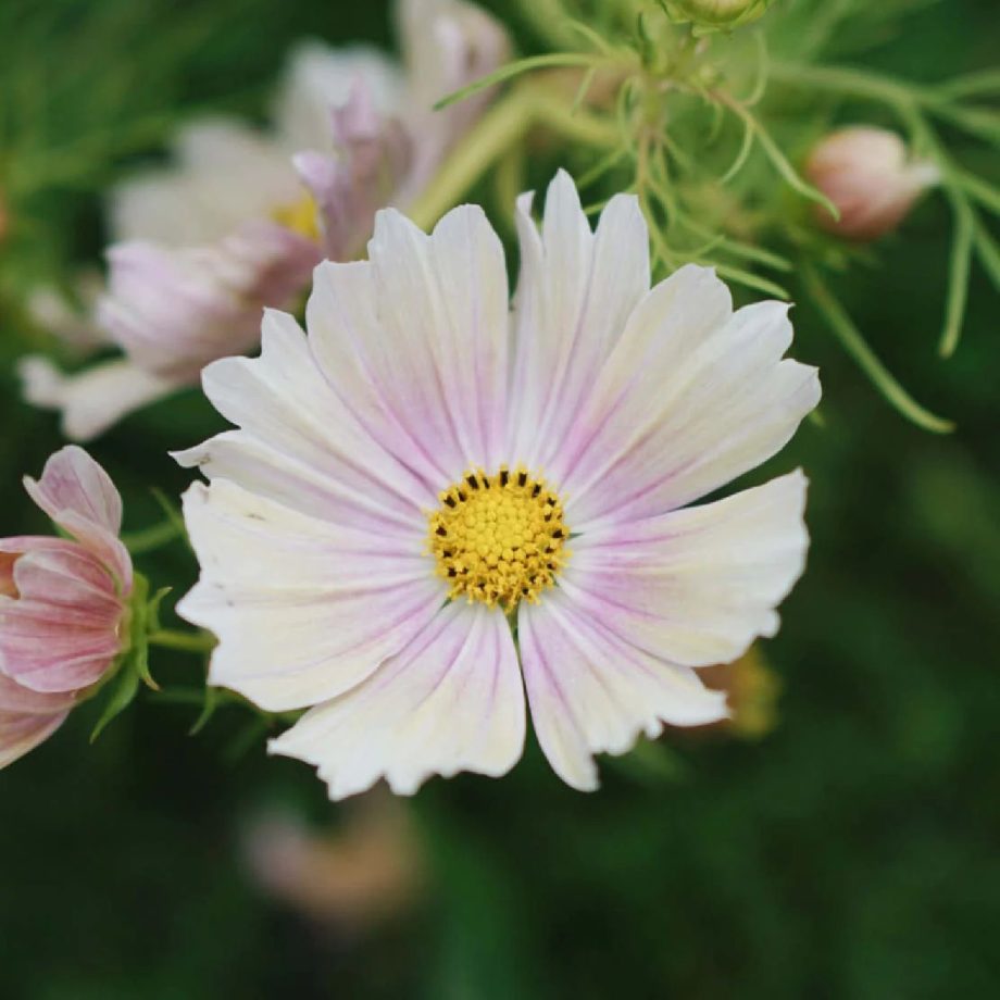 Cosmos bipinnatus 'Apricot Lemonade' | May & June