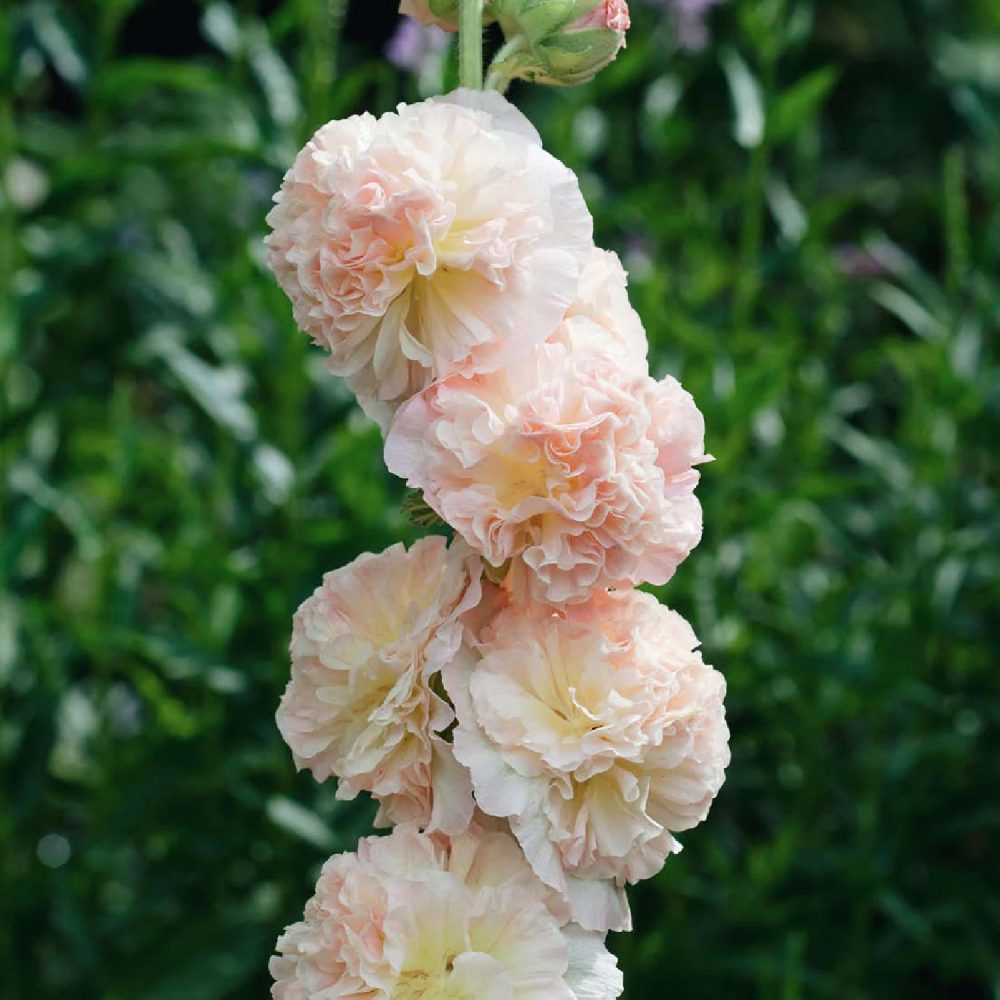 Alcea rosea 'Chater's Salmon Pink' | May & June
