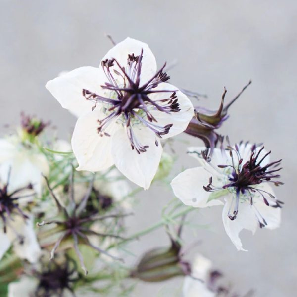 Nigella papillosa 'African Bride' | May & June