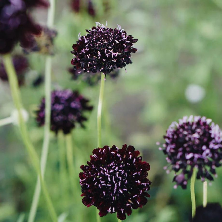 Scabiosa atropurpurea 'Black Knight' | May & June