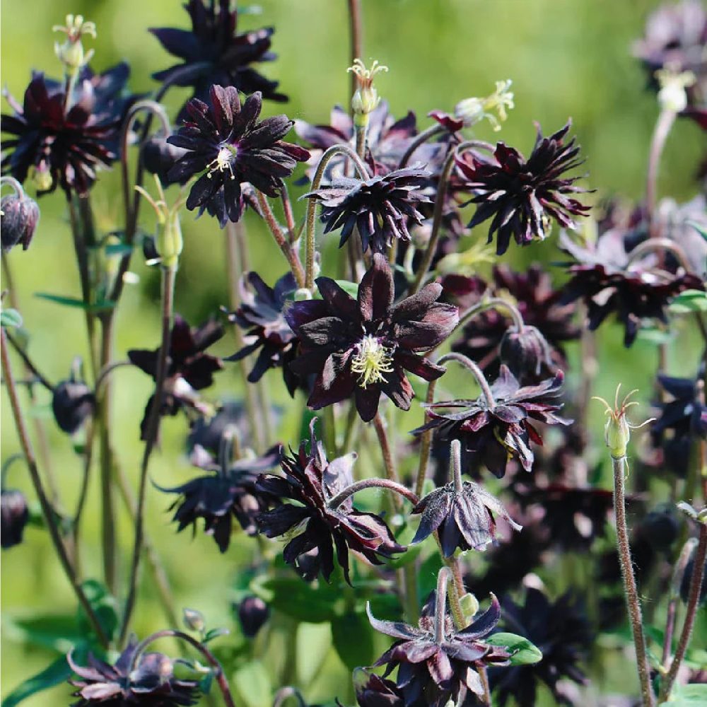 Aquilegia vulgaris 'Black Barlow' | May & June