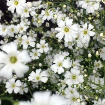 Gypsophila elegans 'Covent Garden' | May & June