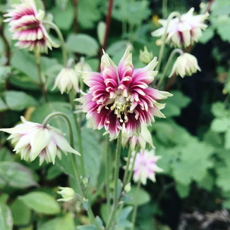 Aquilegia vulgaris 'Nora Barlow' | May & June