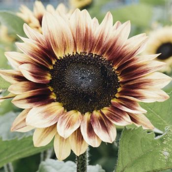 Helianthus annuus 'Marley' | May & June