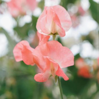 Lathyrus odoratus 'Elegance Watermelon' | May & June