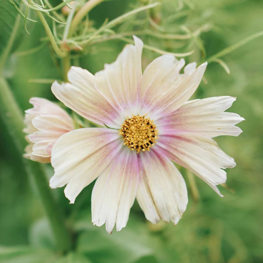 Cosmos bipinnatus 'Apricot Lemonade' | May & June