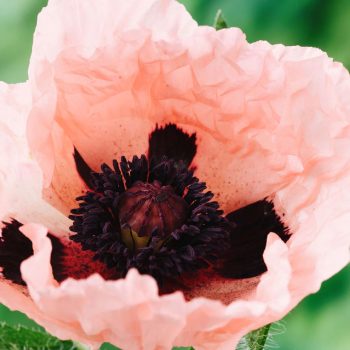 Papaver orientale 'Princess Victoria Louise' | May & June