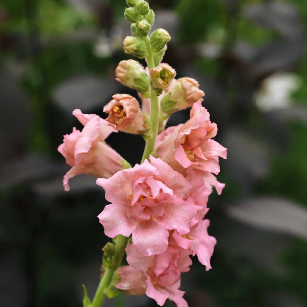 Antirrhinum majus 'Madame Butterfly Pink' | May & June