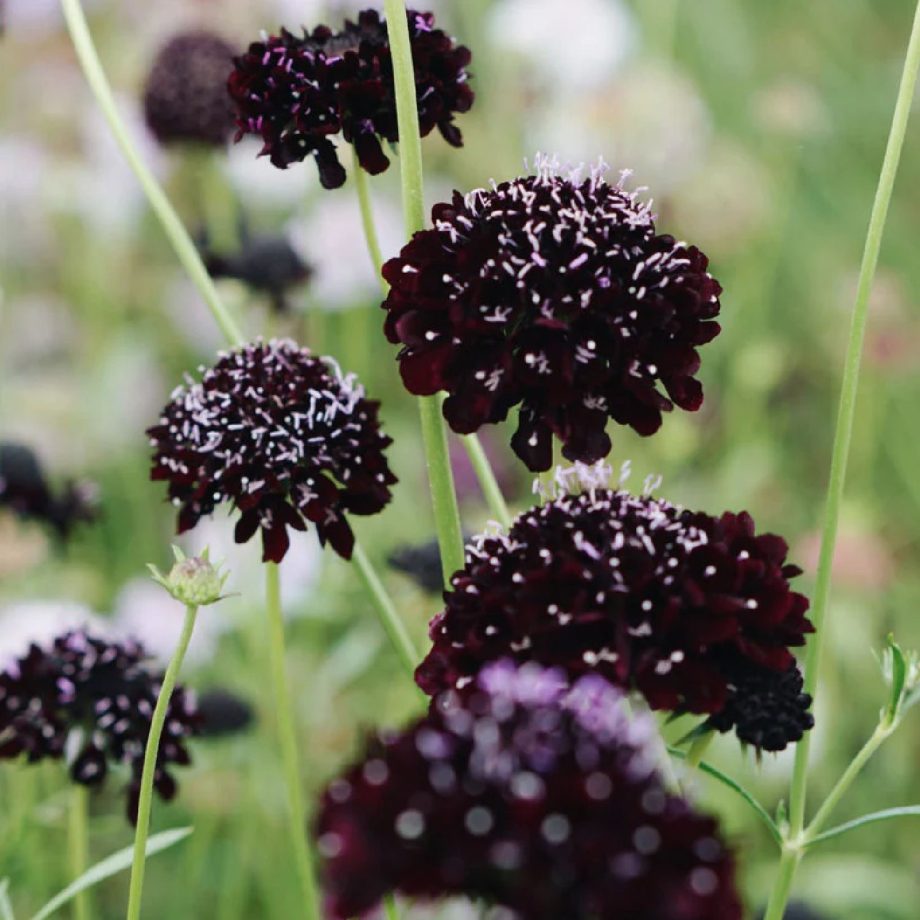 Scabiosa atropurpurea 'Black Knight' | May & June