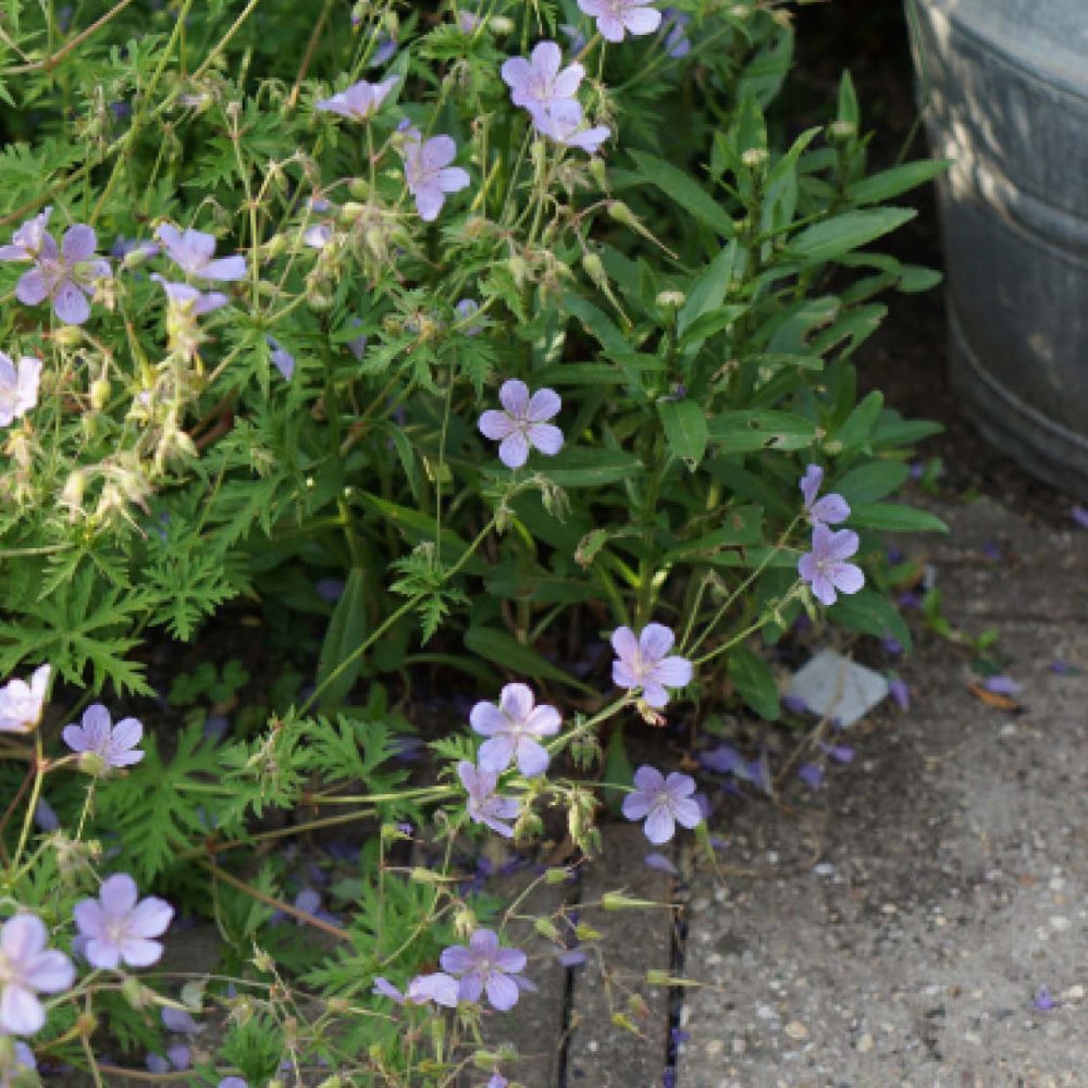 Geranium pratense Eco | May & June