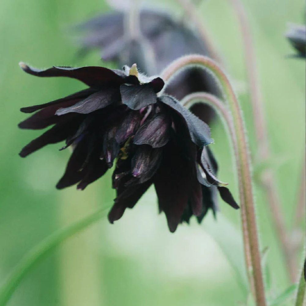 Aquilegia vulgaris 'Black Barlow' | May & June