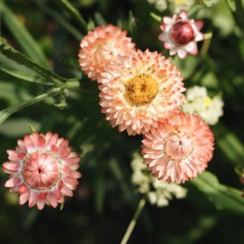 Helichrysum bracteatum 'Salmon' | May & June