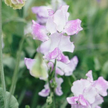 Lathyrus odoratus 'Pink Ripple' | May & June