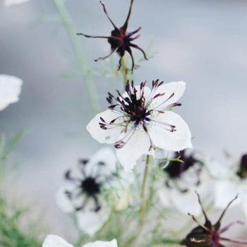 Nigella papillosa 'African Bride' | May & June