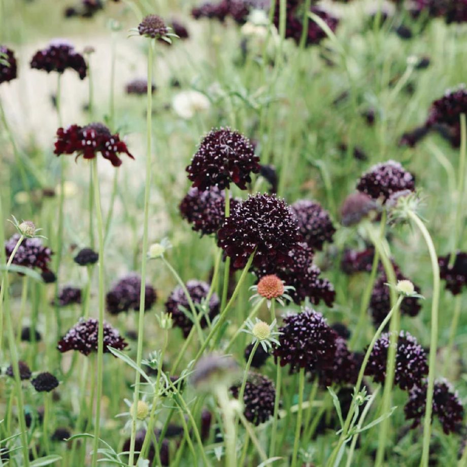 Scabiosa atropurpurea 'Black Knight' | May & June