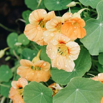 Tropaeolum minus 'Salmon Gleam' | May & June