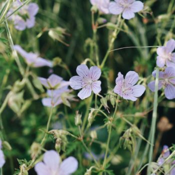 Geranium pratense Eco | May & June