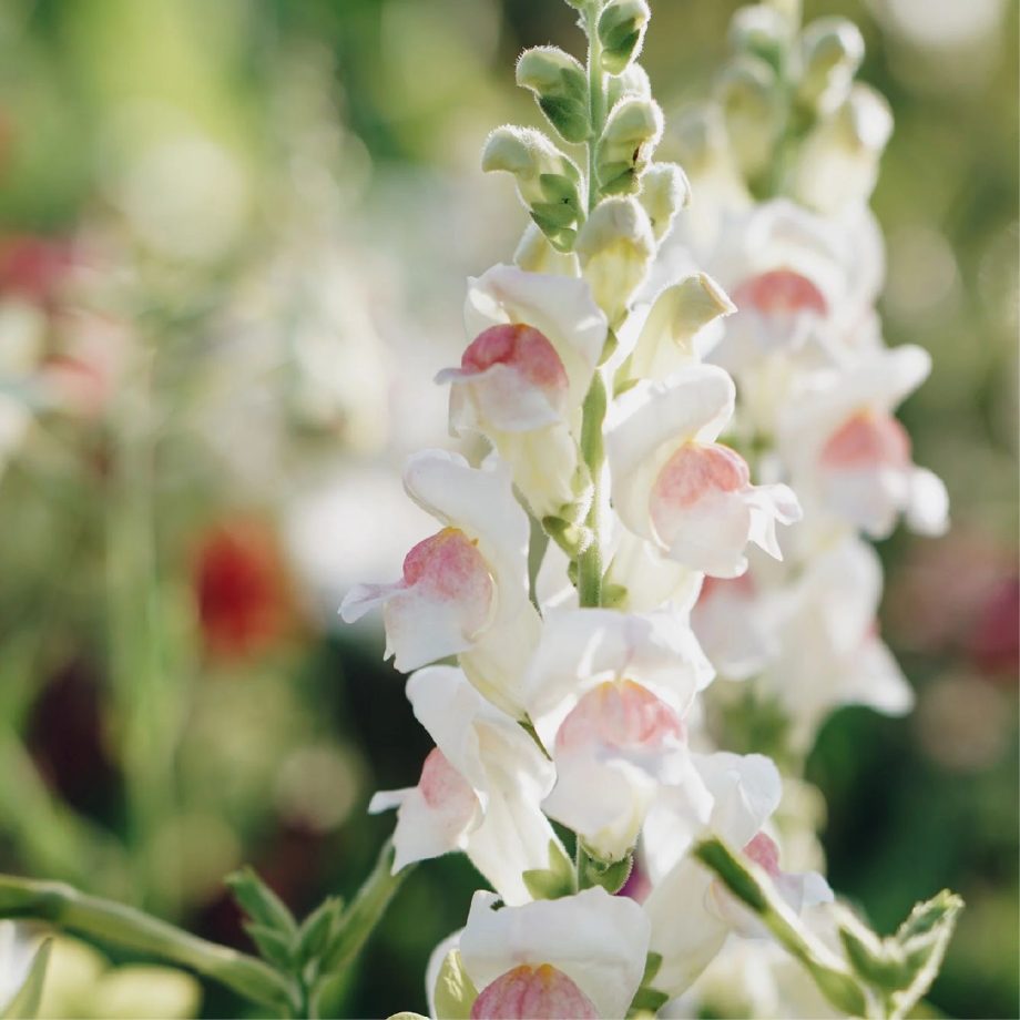 Antirrhinum majus 'Appleblossom' | May & June