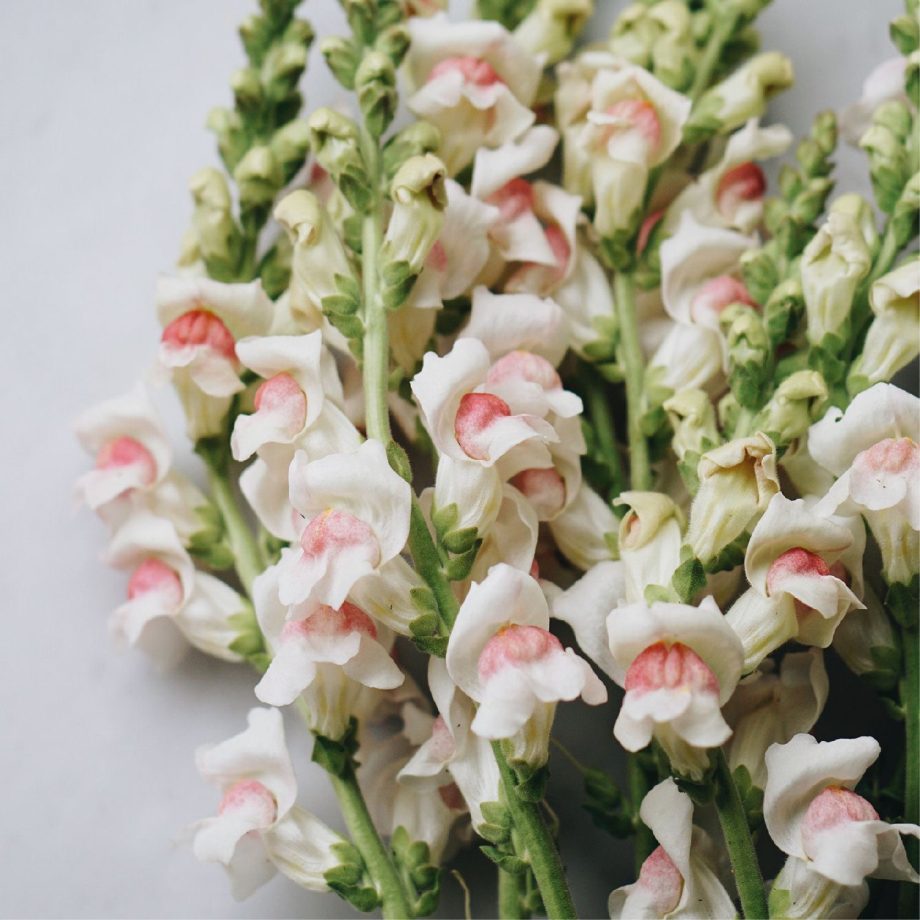 Antirrhinum majus 'Appleblossom' | May & June