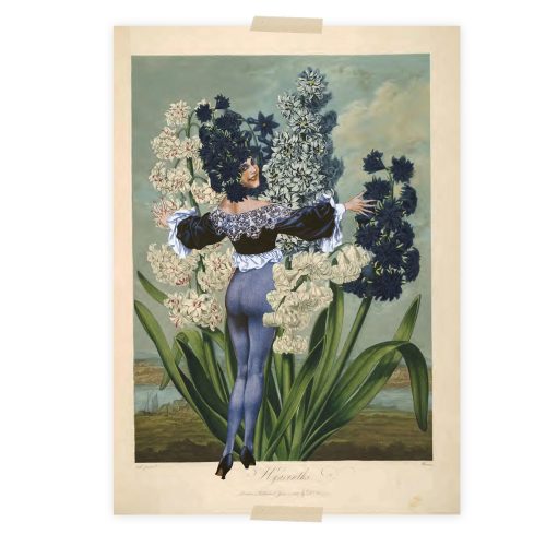 Hyacinths/Hyacinten | Lylies