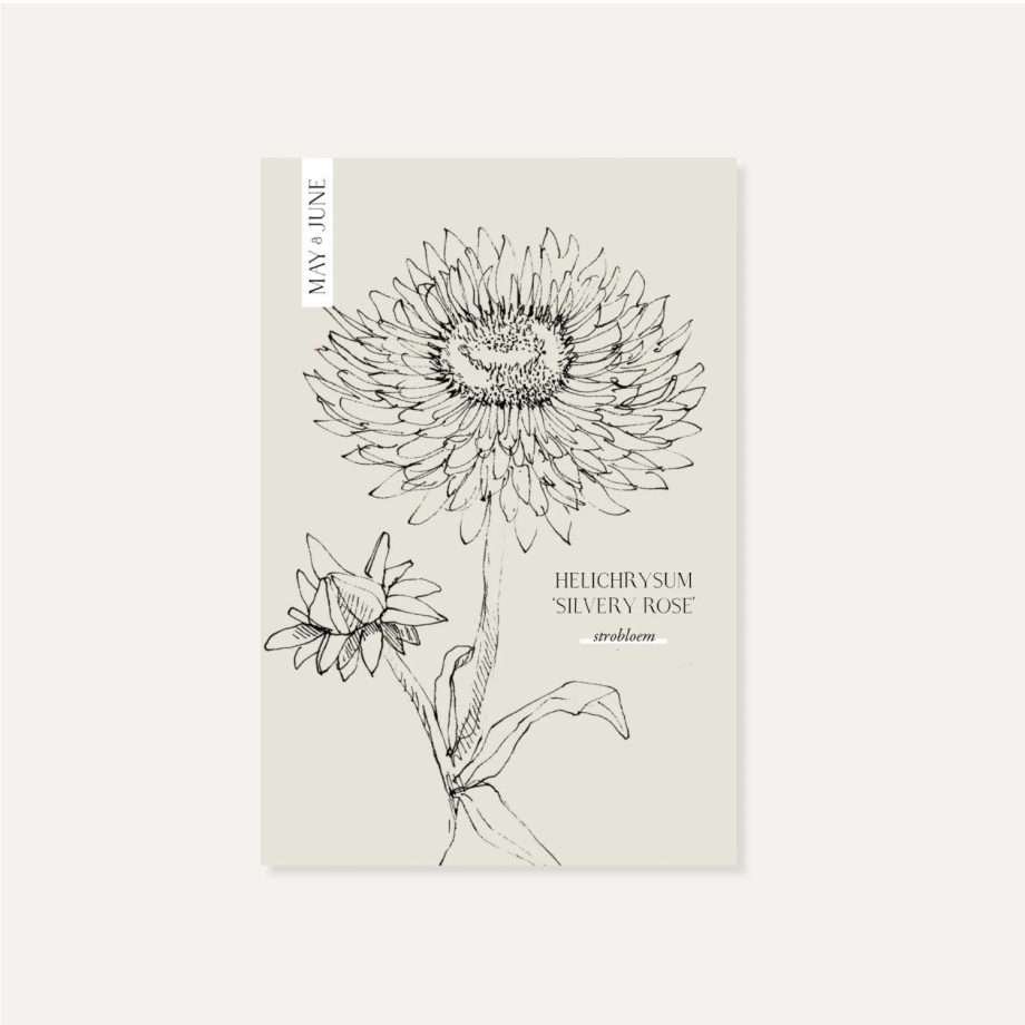 Helichrysum Bracteatum ‘Silvery Rose’ | May & June