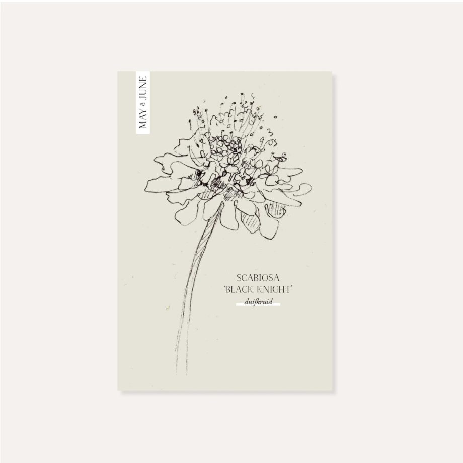 Scabiosa Atropurpurea ‘Black Knight’ | May & June