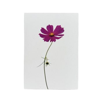 Cosmea 3 | Liekiwi