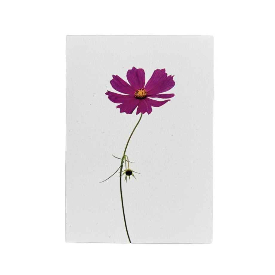 Cosmea 3 | Liekiwi