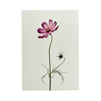 Cosmea 2 | Liekiwi