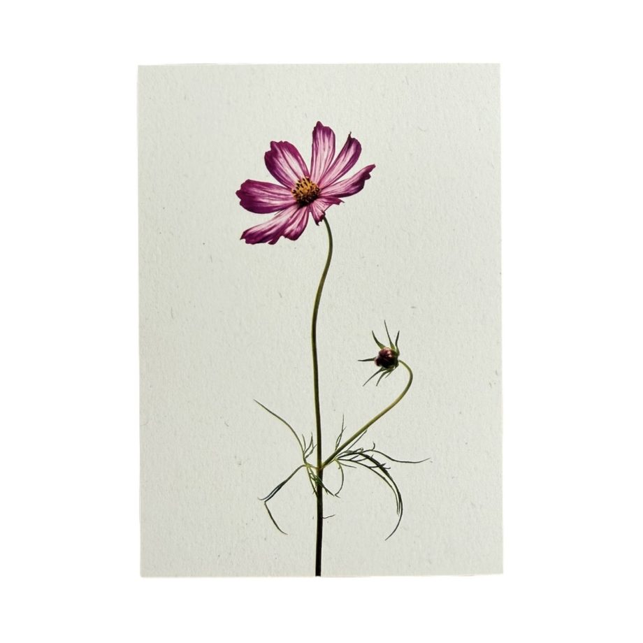 Cosmea 2 | Liekiwi