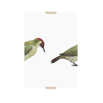 Specht | Lylies