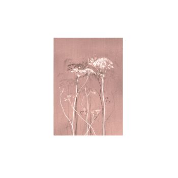 Mysterium Light Coral | Blooming Label