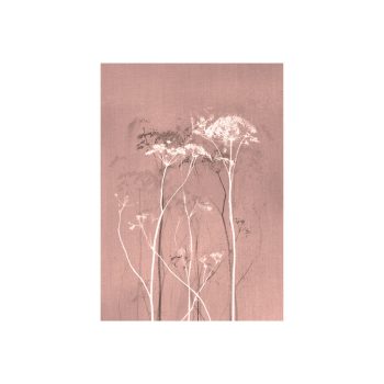 Mysterium Light Coral | Blooming Label