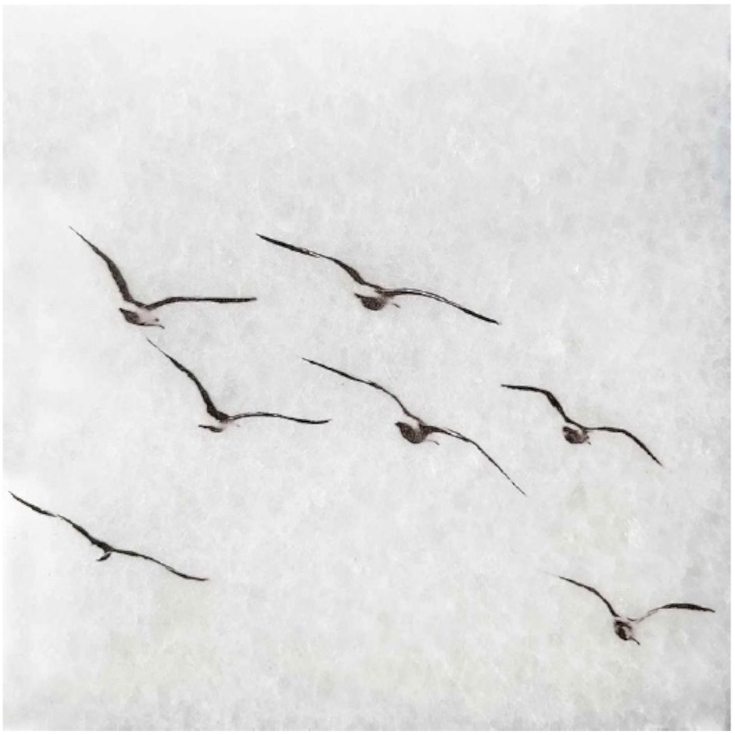 block vogels 12 | Karen Winnubust