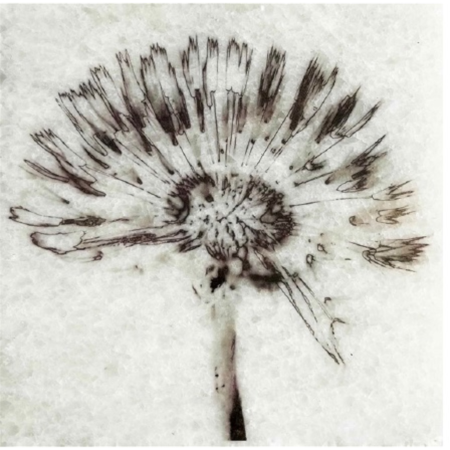 Block paardenbloem 18 | Karen Winnubst