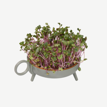 Secondary product image