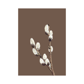 Catkin | Studio Veldman