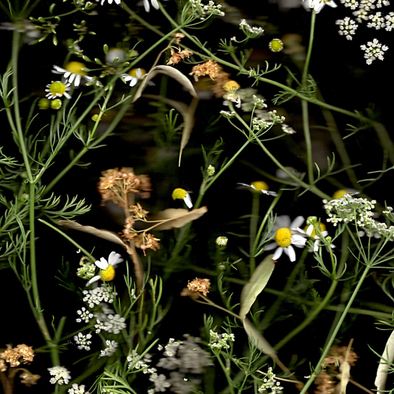 Kouwe Klets IJsthee | Wilder Land