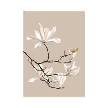 Blooming Magnolia | Studio Veldman